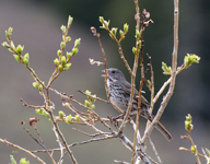 Fox Sparrow slate colored
